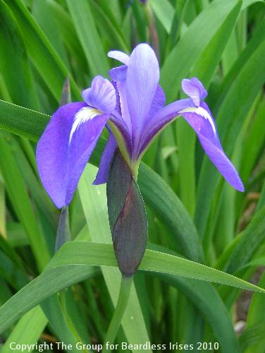 I. versilaev hybrid 1